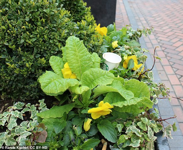 Polite litter is rubbish that has been arranged thoughtfully rather than recklessly. Pictured, a coffee cup placed among greenery on a pedestrianized street in Birmingham