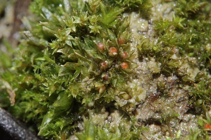 The impressively resilient Physcomitrium patens moss.