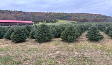 72-year-old runs a Christmas tree farm with son—how they prepare for the holidays