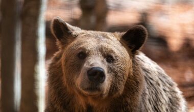 Residents in rural Greece struggle as bears and wolves make a remarkable comeback