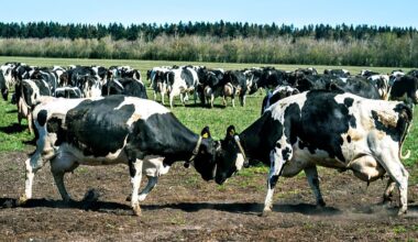 Fact check: Are cows in Denmark dying over Bovaer additive?