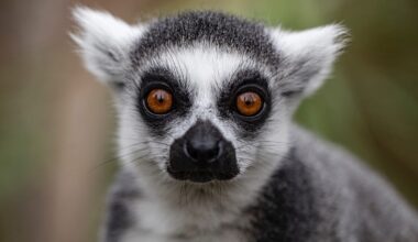 One of the world’s most endangered species is being ‘eaten into extinction’, researchers warn