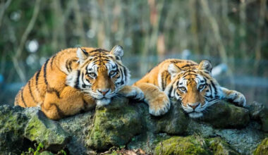 7 fascinating facts about tigers that reveal their majestic world