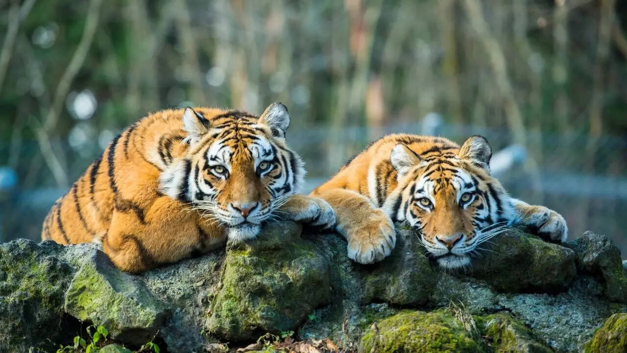 7 fascinating facts about tigers that reveal their majestic world