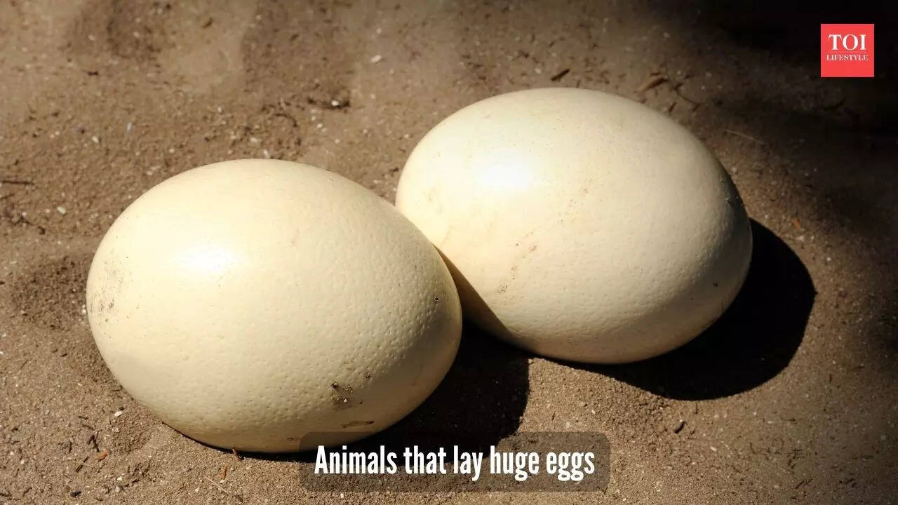 5 animals that lay massive eggs