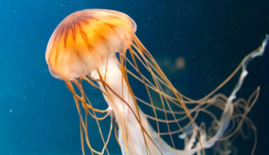 7 fascinating boneless creatures of the animal world