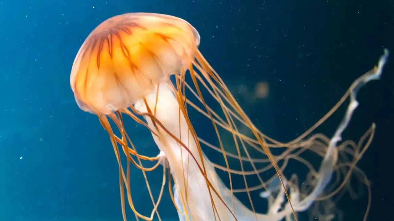 7 fascinating boneless creatures of the animal world