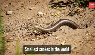 ​5 smallest and cutest snakes found in the wild​