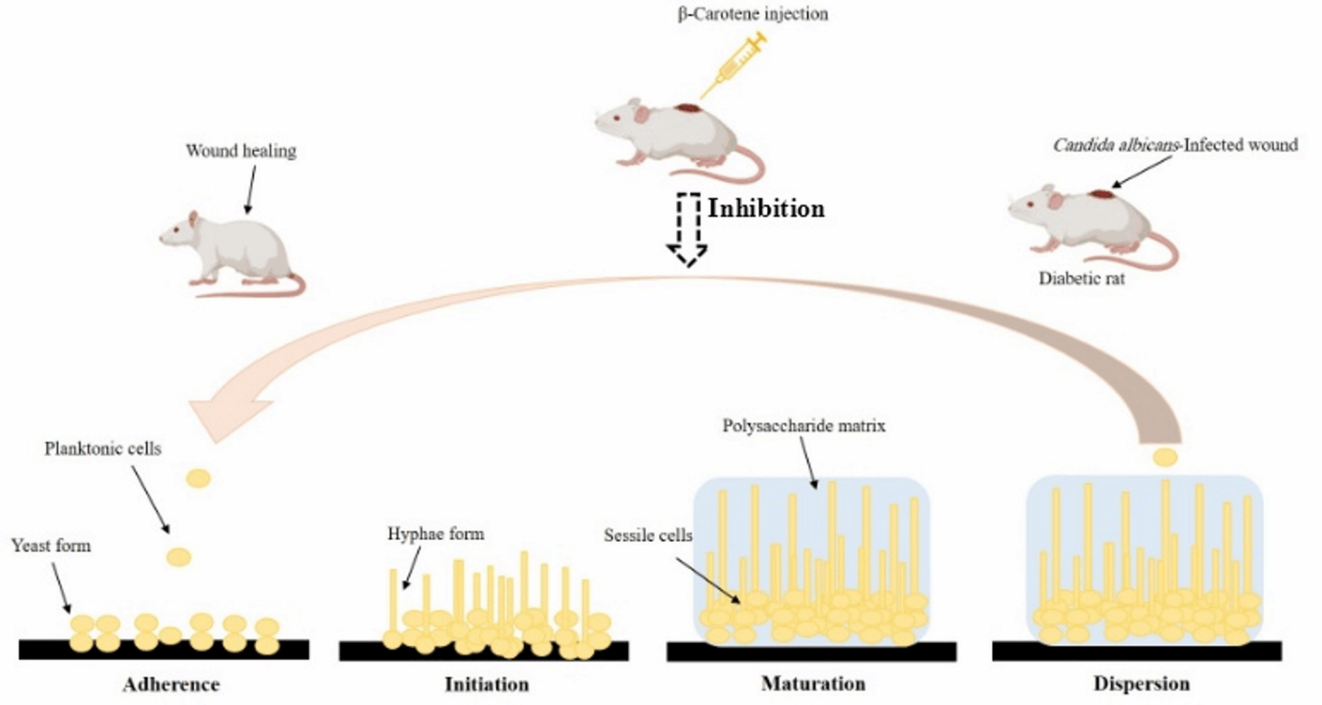 The dual antifungal and antibiofilm activities of β-carotene against multidrug-resistant Candida albicans induce wound healing in a diabetic rat model: an in vitro and in vivo study | BMC Microbiology