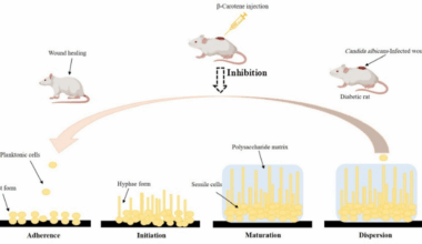 The dual antifungal and antibiofilm activities of β-carotene against multidrug-resistant Candida albicans induce wound healing in a diabetic rat model: an in vitro and in vivo study | BMC Microbiology