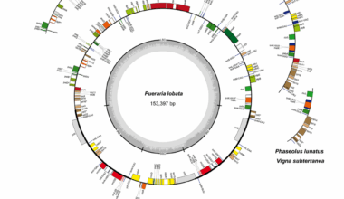 Phylogenetic relationships and divergent evolution in Pueraria sensu stricto (Fabaceae) based on plastid genomes and nrITS sequences | BMC Plant Biology