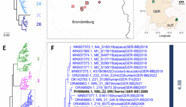Spillover infections by rustrela virus, borna disease virus 1 and tick-borne encephalitis virus revealed by retrospective screening of mammalian encephalitis of unknown origin | BMC Veterinary Research