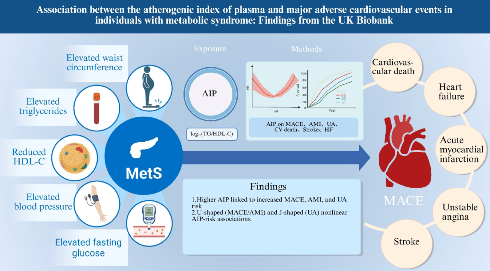 Association between the atherogenic index of plasma and major adverse cardiovascular events in individuals with metabolic syndrome: findings from the UK biobank | Cardiovascular Diabetology