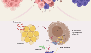 Fusobacterium nucleatum-reprogrammed adipocytes promote tumor cisplatin resistance through the CCL2-CCR2 axis in the necrotic metastatic neck nodes of head and neck carcinoma | Cell Communication and Signaling