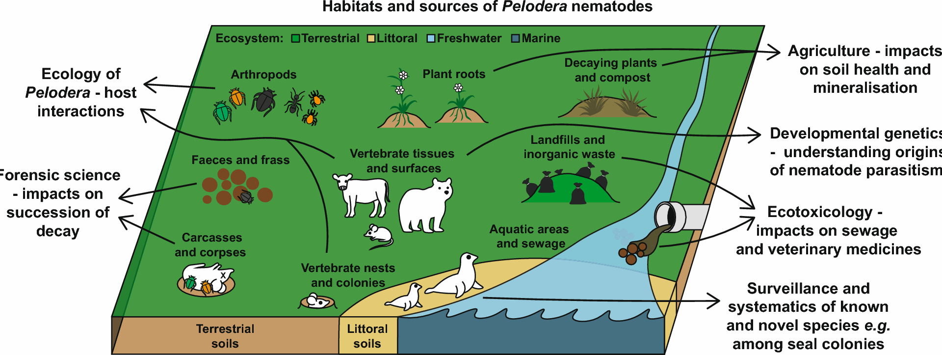 Pelodera: cosmopolitan phoretic saprotrophs and neglected models for origins of nematode parasitism | Parasites & Vectors