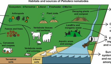 Pelodera: cosmopolitan phoretic saprotrophs and neglected models for origins of nematode parasitism | Parasites & Vectors