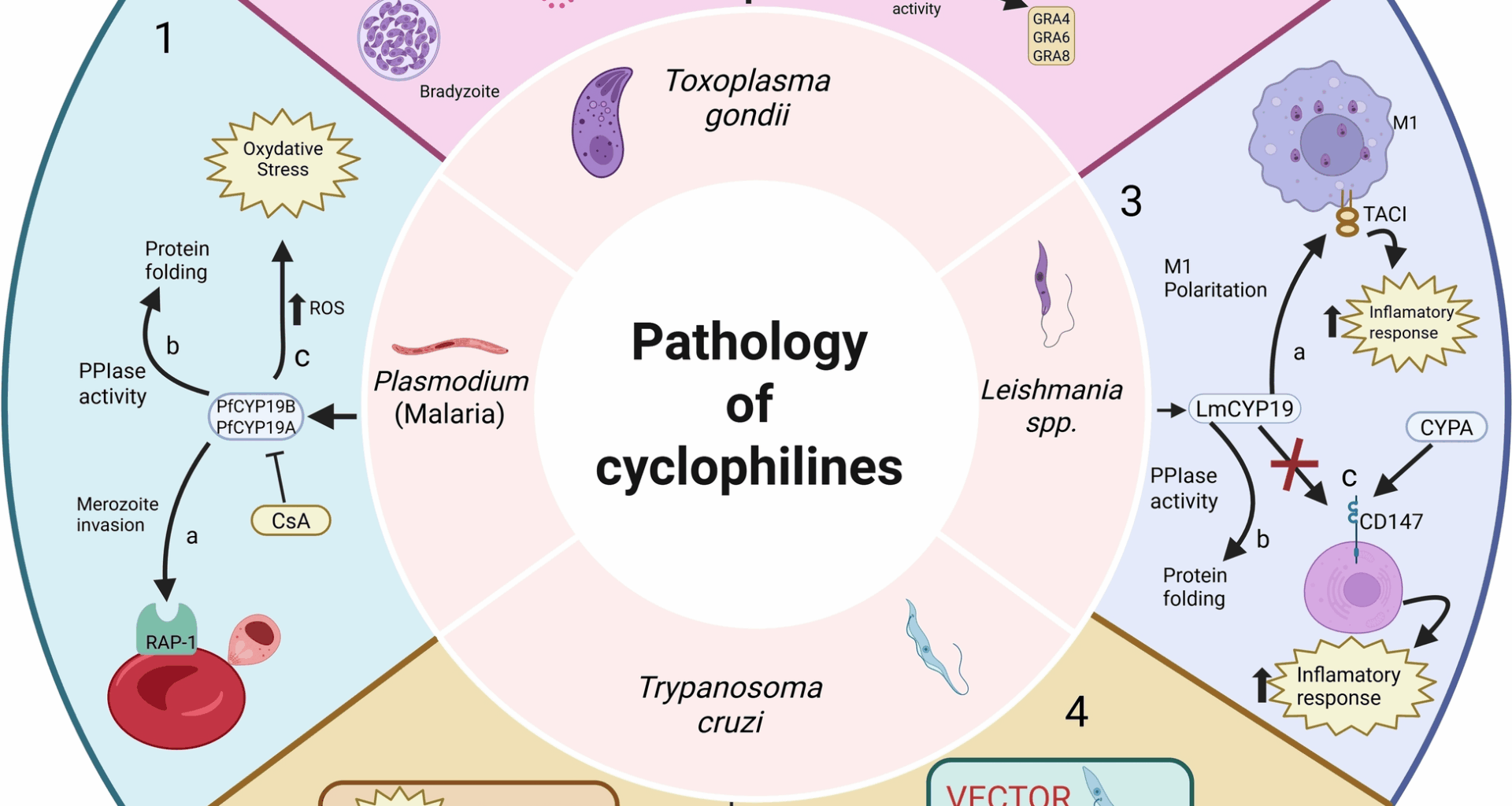 Cyclophilins as key players in protozoan parasite infections | Parasites & Vectors