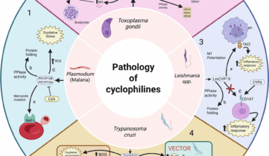 Cyclophilins as key players in protozoan parasite infections | Parasites & Vectors