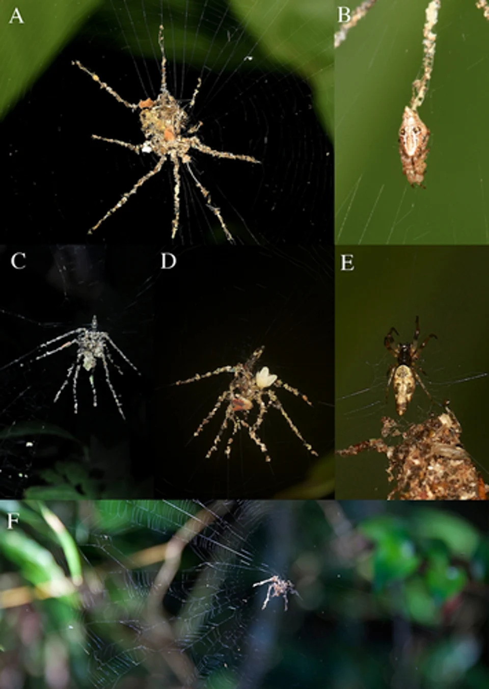 Spider-like decoy of Cyclosa sp. observed in the Philippines with spider resting within the decoy structure (Ecology and Evolution, 2025)
