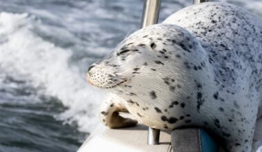 Photographer captures amazing moment seal jumps on her boat to escape killer whales