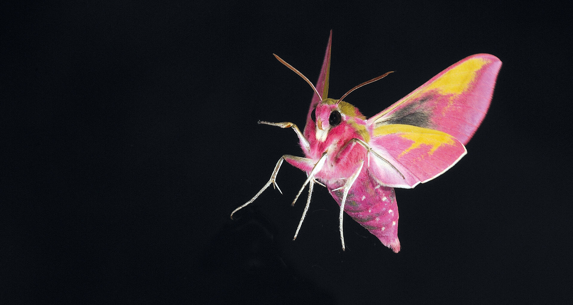 Author Alex Riley: 'Even if humans cause mass extinction, life will still endure'