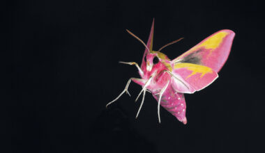 Author Alex Riley: 'Even if humans cause mass extinction, life will still endure'