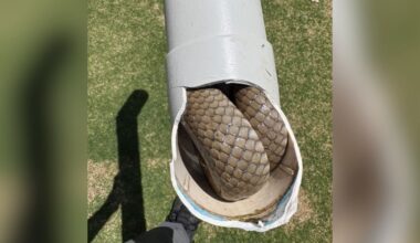 Woman Saws Open Pipe And Finds Dangerous Animal Hiding Inside