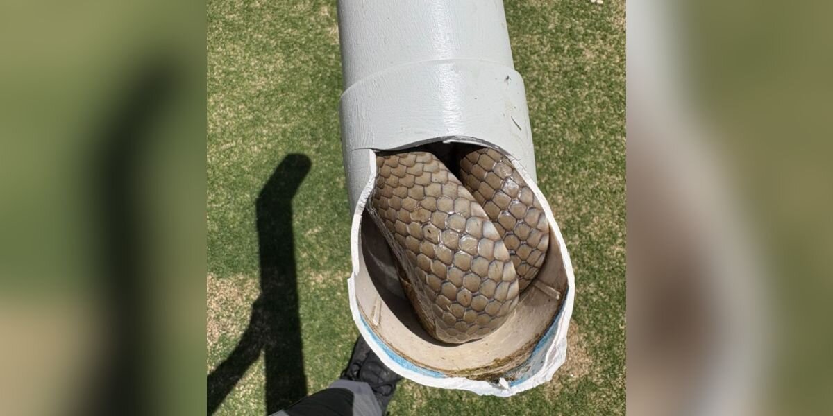 Woman Saws Open Pipe And Finds Dangerous Animal Hiding Inside