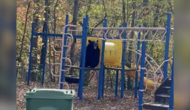 Camera Captures Bear Family Having The Time Of Their Lives At A Local Playground