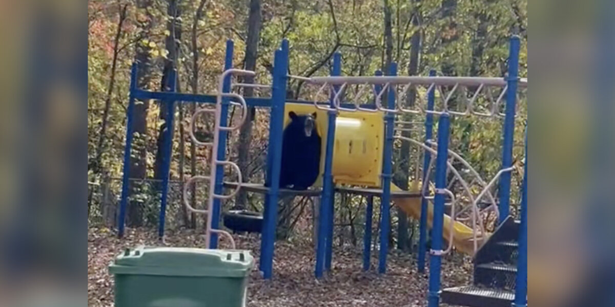Camera Captures Bear Family Having The Time Of Their Lives At A Local Playground