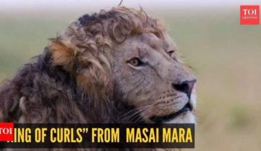 Rare curly-maned lion 'super handsome' lion is going viral: A true “King of Curls” from Masai Mara