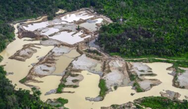 Indigenous People to Be Paid to Protect Amazon Rainforest in New REDD+ Projects