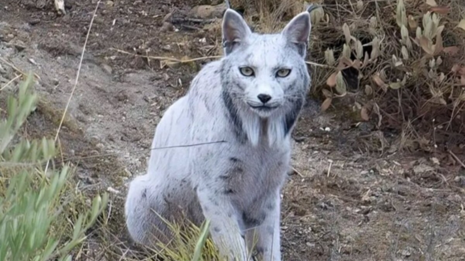 World’s first-ever white Iberian lynx spotted in Spain, picture wows the internet: ‘Just look at its eyes’