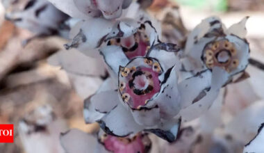 Ghost flower: The unusual plant that heals pain and anxiety; rediscovered by the internet |