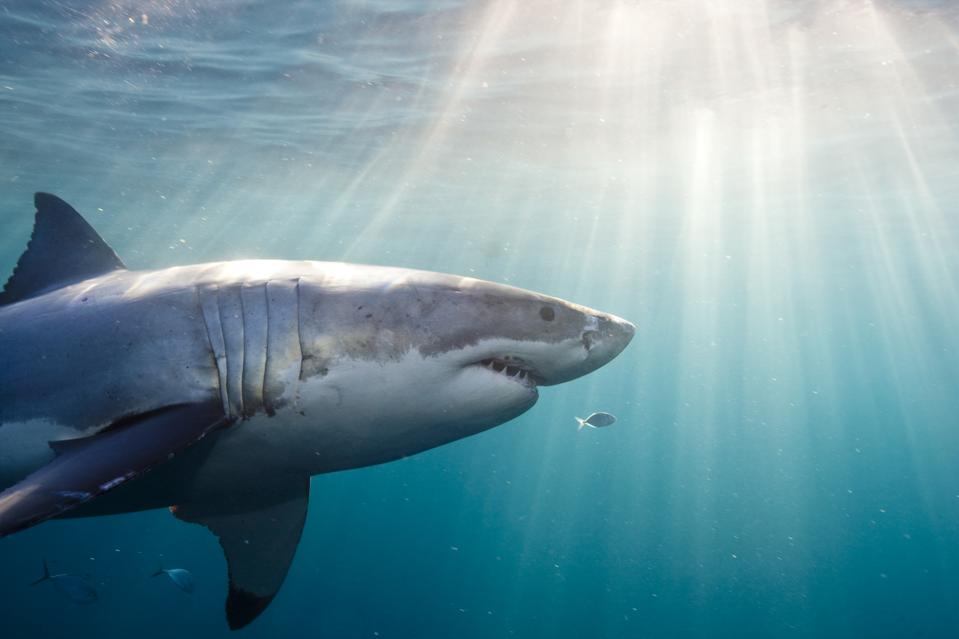 Underwater view of Great White Shark (Carcharodon Carcharias), North Neptune Island, South Australia