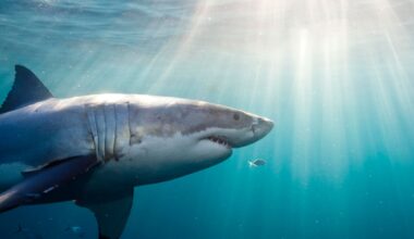 White Sharks Use Their Fins To Explore — And Drones Caught It On Film