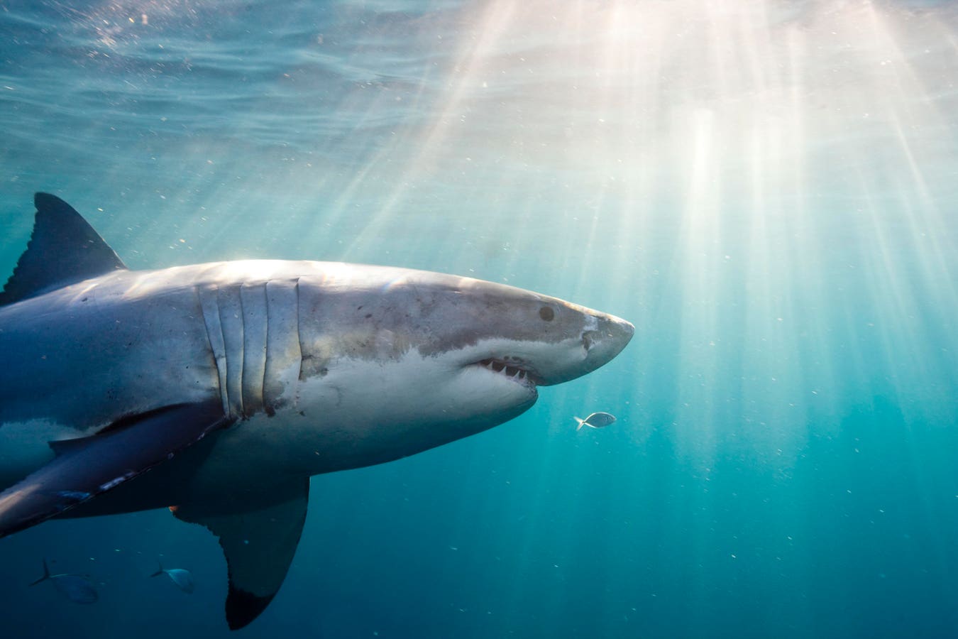 White Sharks Use Their Fins To Explore — And Drones Caught It On Film