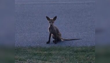 'Elusive Creature' Sits Bare And Shivering In Driveway, Waiting For Help To Come