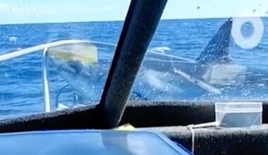 Viral video shows shark leaping from water onto fishing boat in New Zealand