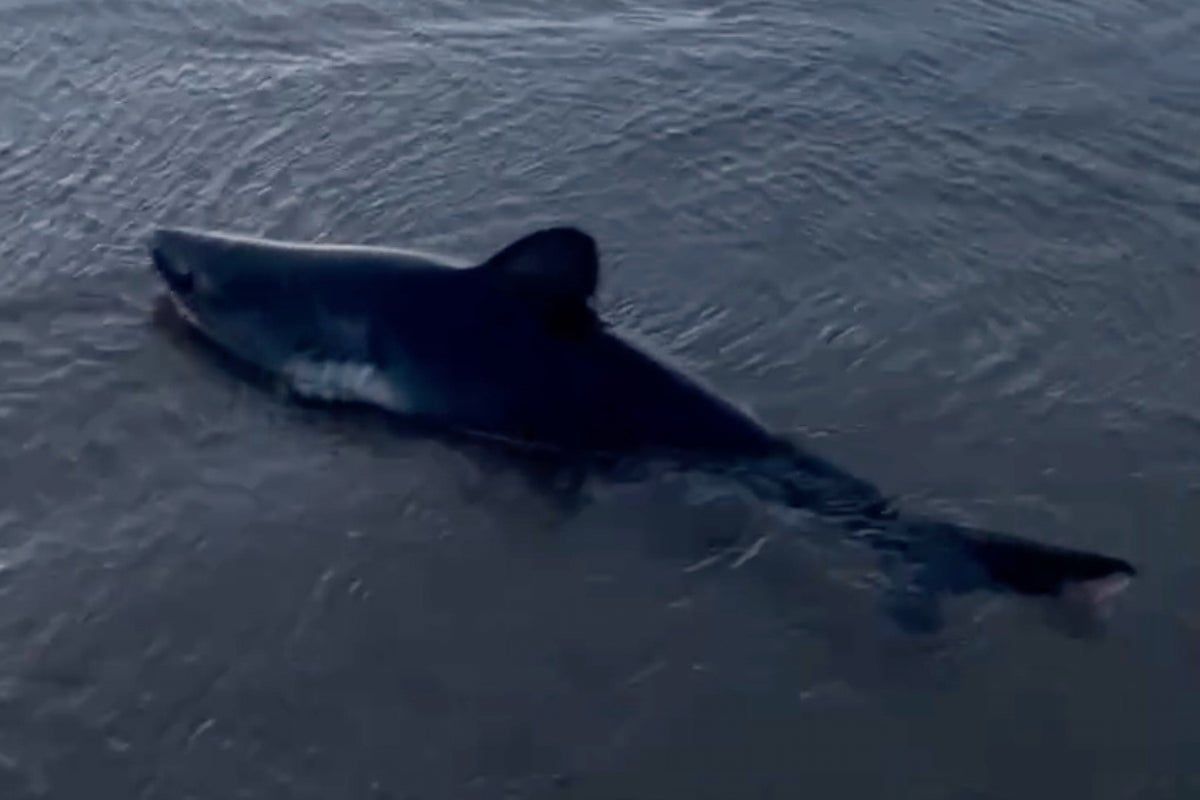 Woman rescues a beached shark in Oregon in striking…