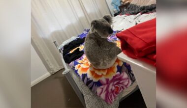 Homeowners Are Stunned To Find Scared Koala Sitting On Their Bed