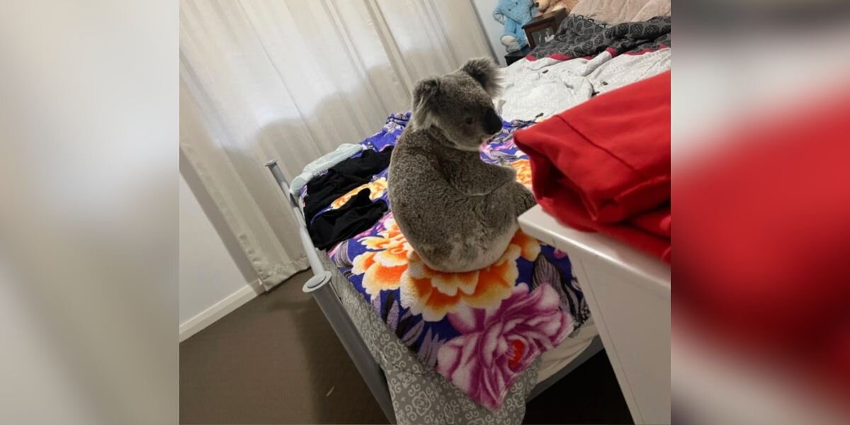 Homeowners Are Stunned To Find Scared Koala Sitting On Their Bed