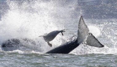 Photographers See A Seal Being Chased By Orcas — Then He Jumps Onto Their Boat