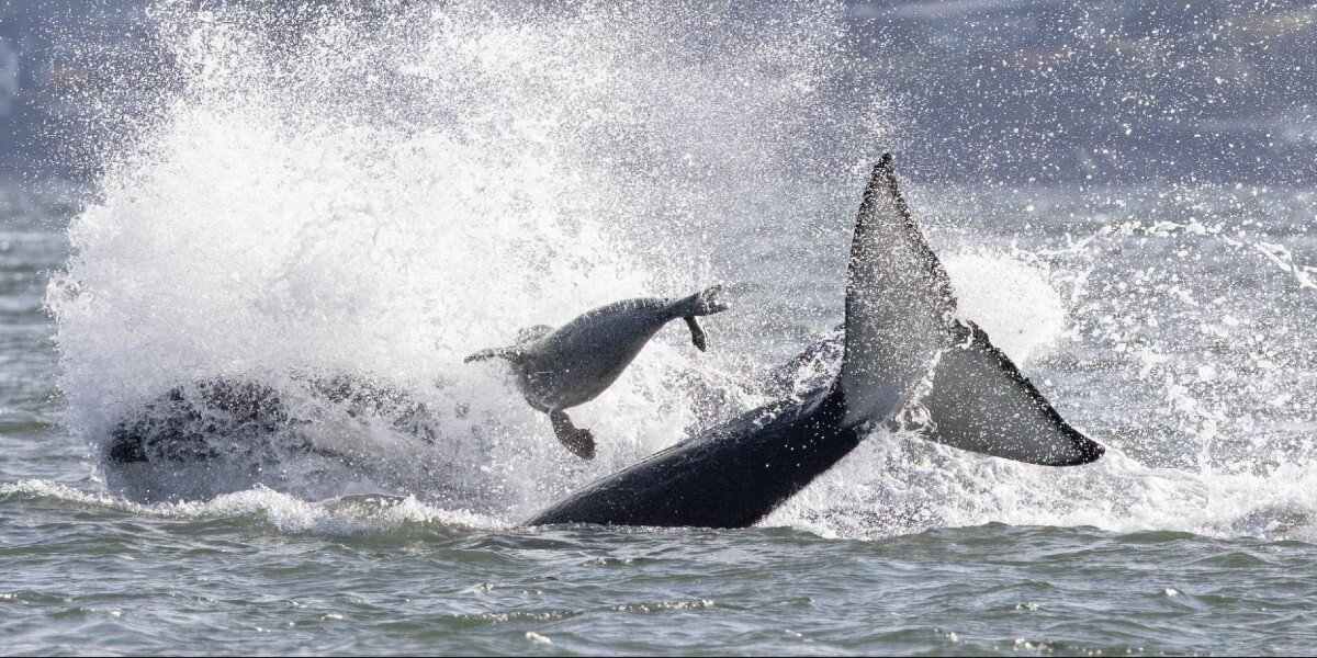Photographers See A Seal Being Chased By Orcas — Then He Jumps Onto Their Boat