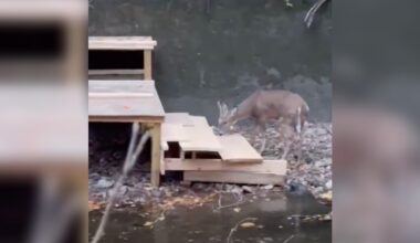 Carpenter Refuses To Leave Deer Trapped In Ravine, So She Builds A Stairway Out