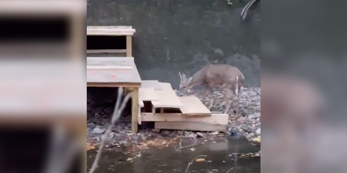 Carpenter Refuses To Leave Deer Trapped In Ravine, So She Builds A Stairway Out