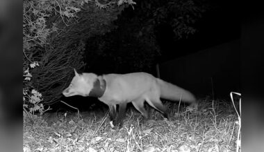 Woman Sees Fox With Something Around His Neck — Then Realizes He's In Danger