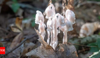 The Ghost Plants of Japan: How they survive where sunlight never reaches |