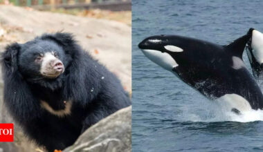 Meet 10 deadly female hunters in nature: From mosquitoes to orcas who control life and death in the wild |