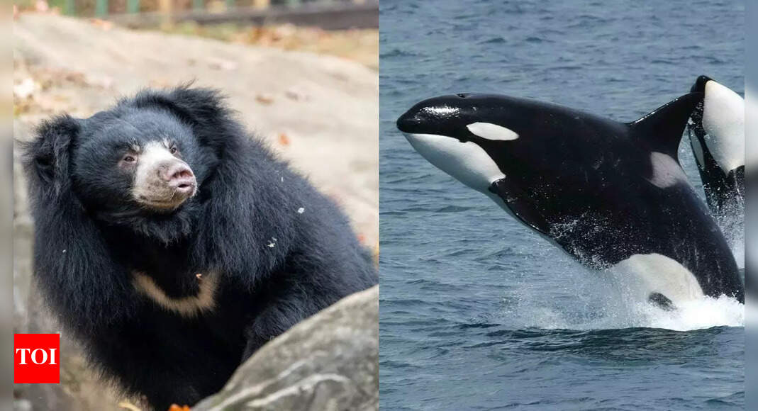 Meet 10 deadly female hunters in nature: From mosquitoes to orcas who control life and death in the wild |